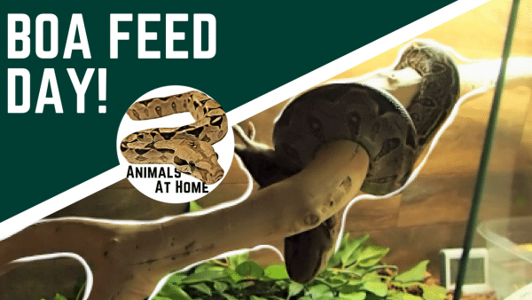 boa-constrictor-feeding-chart-free-pdf-animals-at-home