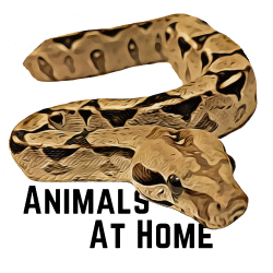 boa constrictor imperator feeding size chart